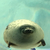 haru