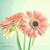 Profile picture small