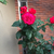 Profile picture small