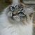 Profile picture small