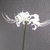 Profile picture small