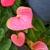 Profile picture small
