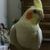 Profile picture small