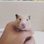 ネコカン