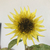 Profile picture small