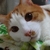 トラネコ太郎