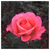 Profile picture small