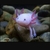 Profile picture small