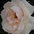 Profile picture small