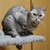 Profile picture small
