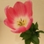 Profile picture small