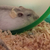 Ami