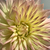 Profile picture small