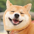 わんころもち