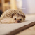 Profile picture small
