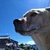 Profile picture small