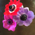 Profile picture small