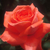 Profile picture small