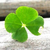 Profile picture small