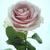 Profile picture small