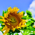 Profile picture small
