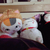 パピ。
