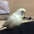 さくら