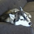 Profile picture small