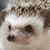 Profile picture small