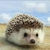 Profile picture small