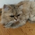 Profile picture small