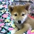 アイちゃん
