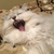 Profile picture small