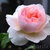 Profile picture small