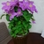Profile picture small