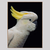 Profile picture small