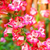 Profile picture small