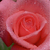 Profile picture small