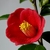 camellia