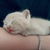 Profile picture small