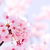 sakura.oga.1466