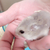 にわとり