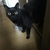 黒猫くろろん
