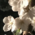 cherryblossom