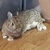 ラビット
