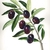 oliveolive