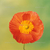 Profile picture small