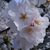 Profile picture small