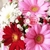 Profile picture small