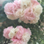 Profile picture small